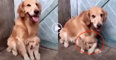 Video: Chó mẹ lấy chân ôm chặt con vì sợ chủ đem bán