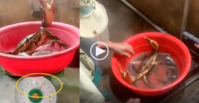Video: Đi thăm lú, người đàn ông bắt được cua biển khủng