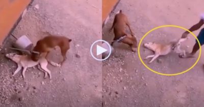 Video: Chó diễn giả chết để doạ bạn thân