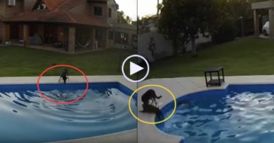 Video: Chú chó chạy tới tìm cách cứu ‘người anh em’ mù ngã xuống bể bơi