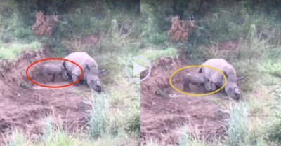 Video: Tê giác non cố gắng bú sữa từ xác mẹ