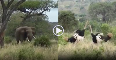 Video: Voi ra uy gầm rống dẹp tan cuộc ẩu đả của cặp đôi đà điểu