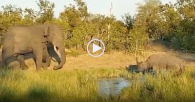 Video: Voi đực giận dữ húc tê giác ngã lăn trong vũng nước