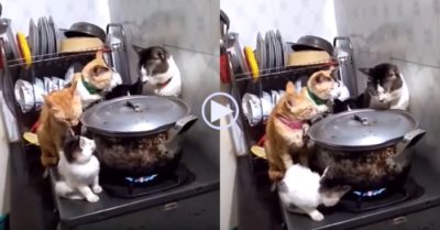 Video: Gia đình nhà mèo tụ tập canh nồi cá đang nấu