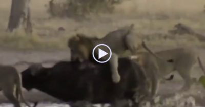 Video: Trâu rừng một mình ‘cân’ bầy sư tử từ lúc trời sáng đến tối