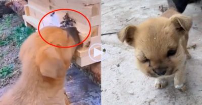 Video: Cún sưng vù mặt vì bị ong đốt