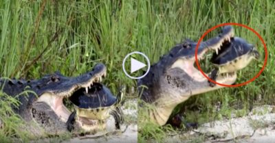 Video: Sợ bị chê cười, cá sấu ngậm rùa trong miệng quyết không tha