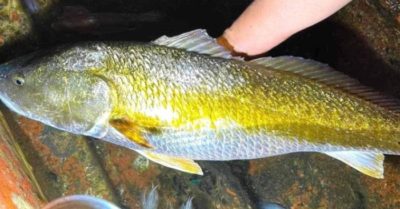 Tin tức 3/9: Tài xế ôtô 16 tuổi tông hàng loạt người khi cha cho cầm lái; Ngư dân bắt được cá nghi sủ vàng nặng 6kg