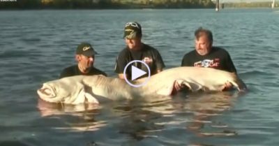 Video: Người đàn ông câu được cá trê bạch tạng ‘khổng lồ’ nặng 90kg