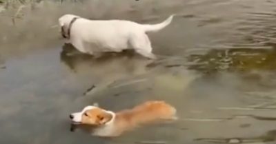 Video: Cún chân dài rủ cún chân ngắn đi bơi và kết cục bất lực