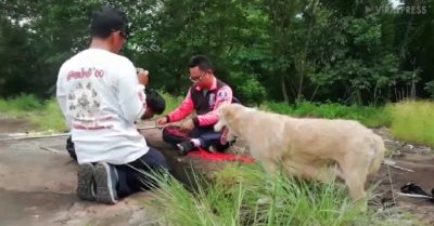 Video: Chó mẹ gọi người tới giải cứu 5 con mắc kẹt dưới hố sâu