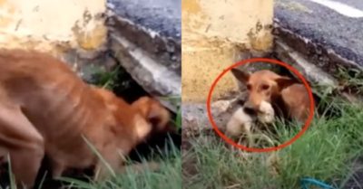 Video: Chó mẹ chui vào cống, lần lượt tha 5 con thoát khỏi nước ngập