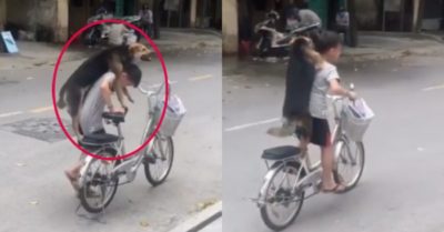 Video: Cún ngồi xe đạp dạo phố cùng cậu chủ