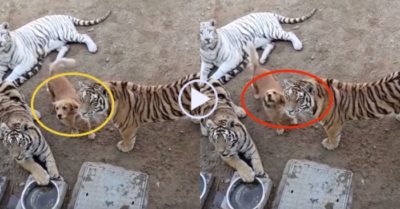 Video: Chó lớn giọng vì cậy được bầy hổ cưng chiều