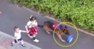Video: Chó Becgie ‘còng lưng’ mang cặp cho cô chủ