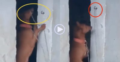 Video: Cún tự xích mình khi đi chơi về, vờ như chưa từng ra khỏi nhà