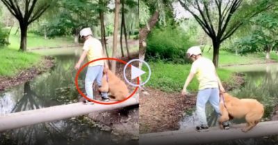 Video: Chó run sợ, ôm chặt chân cậu chủ khi qua cầu khỉ