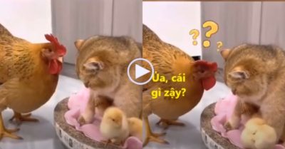Video: Mẹ gà sốc ngang khi mèo tranh ổ ấp