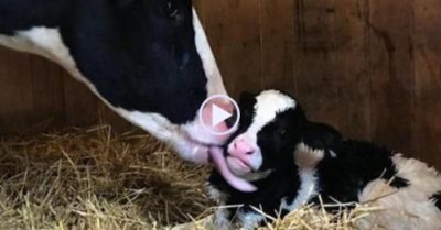 Video: Bò mẹ sinh con sau vài ngày nhảy khỏi xe tải đang trên đường tới lò mổ