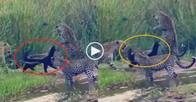 Video: Lửng mật một mình đánh bại ba con báo hoa mai