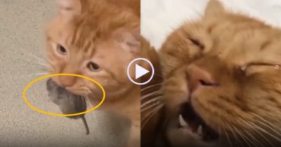 Video: Mèo khóc ăn vạ chủ vì để sổng mất chuột