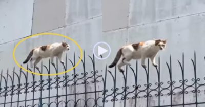Video: Mèo catwalk chuyên nghiệp trên hàng rào gai nhọn