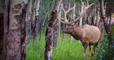 Bắn trượt nai sừng tấm, thợ săn bị tấn công lại và phải dùng trực thăng cứu thương