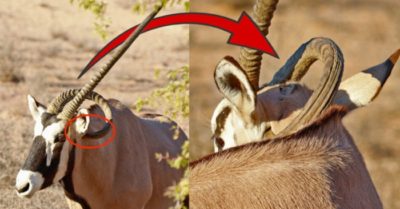Linh dương gemsbok sống sót với chiếc sừng mọc đâm vào cổ