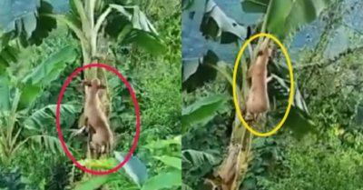 Video: Chú chó trèo lên ngọn chuối cãi nhau với mèo