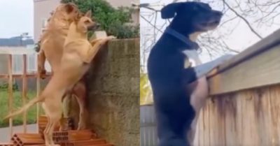 Video: Bầy chó trèo tường hóng chuyện hàng xóm