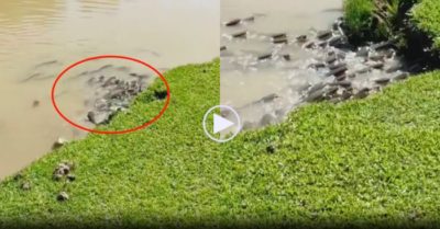 Video: ‘Băng đảng’ cá trê kéo nhau càn quét bờ sông