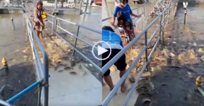 Video: Hàng trăm con cá trèo lên cầu xin thức ăn