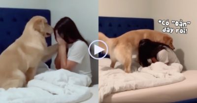 Video: Gâu đần vỗ về an ủi khi thấy cô chủ ngồi ôm mặt khóc