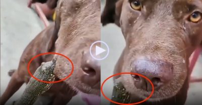Video: Chó cam chịu khi bị rùa cắn vào mặt
