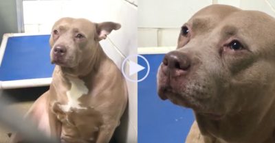 Video: Chó mẹ mắt đẫm lệ khi bị ruồng bỏ vì không còn khả năng sinh con