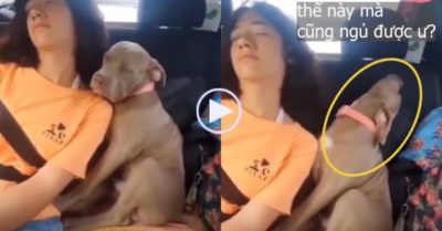 Video: Cún cưng đi xe ôtô cũng ngủ ‘gật gà gật gù’ như ai
