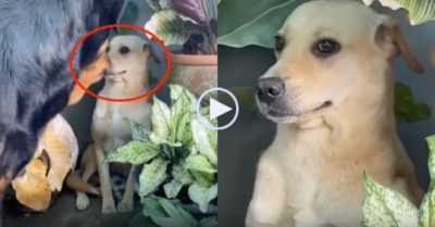 Video: Chó nhà ‘hóa đá’ đánh lừa địch thủ to khoẻ
