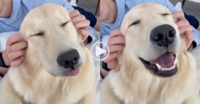 Video: Chó cưng biểu cảm thoả mãn khi được chủ nhân mát xa