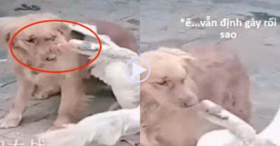Video: Ngỗng đanh đá mổ nhiều lần khi gâu đần biết nhường nhịn