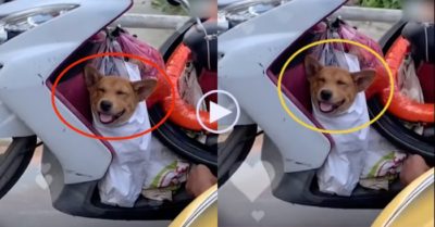 Video: Chú chó cười tươi khi ngồi xe máy cùng chủ về quê