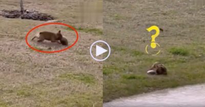 Video: Chú chó nhiệt tình đẩy rùa xuống hồ nước