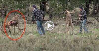 Video: Người đàn ông đấm bốc với  kangaroo để giải cứu chó cưng