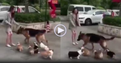 Video: Becgie khổ sở vì bị bầy chó con nhầm lẫn là… mẹ