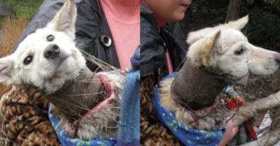 Chú chó bị ống sắt siết cổ, ngày qua ngày sống dưới cống thoát nước bẩn