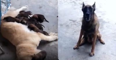 Video: Chó mẹ bất lực sủa vang khi đàn con nhận gâu đần làm mẹ