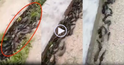 Video: Hàng trăm cá rô ‘di cư bằng đường bộ’ sau mưa lớn