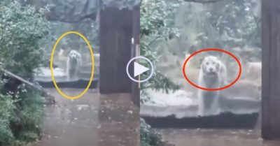 Video: Con hổ trắng sững sờ phục vụ khách ngày mưa