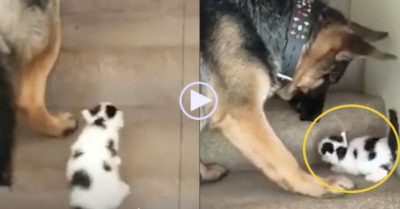 Video: Chú chó giúp mèo con leo cầu thang
