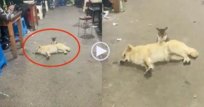 Video: Mèo chăm chỉ massage cho chó giữa quán ăn