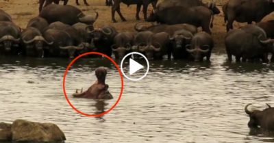 Video: Hà mã ngoác miệng dọa đàn trâu rừng